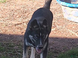 Siberian Husky dogs Siberian Husky Lyndy - Ad 7