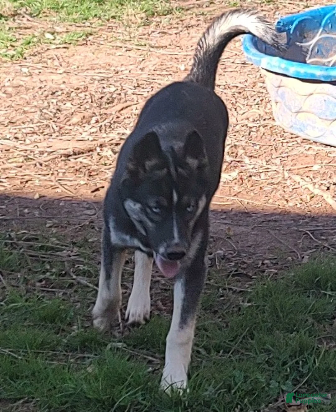 Siberian Husky dogs for sale: Siberian Husky Lyndy - Ad 1