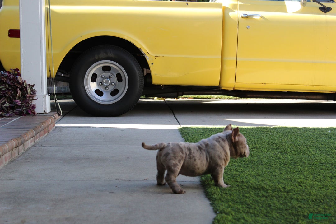 American Bully dogs for sale: Ghost American Bully  - Ad 3