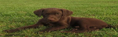 Bruce