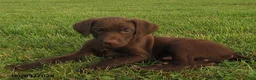 German Shorthaired Pointer dogs for sale: Bruce - Ad 1