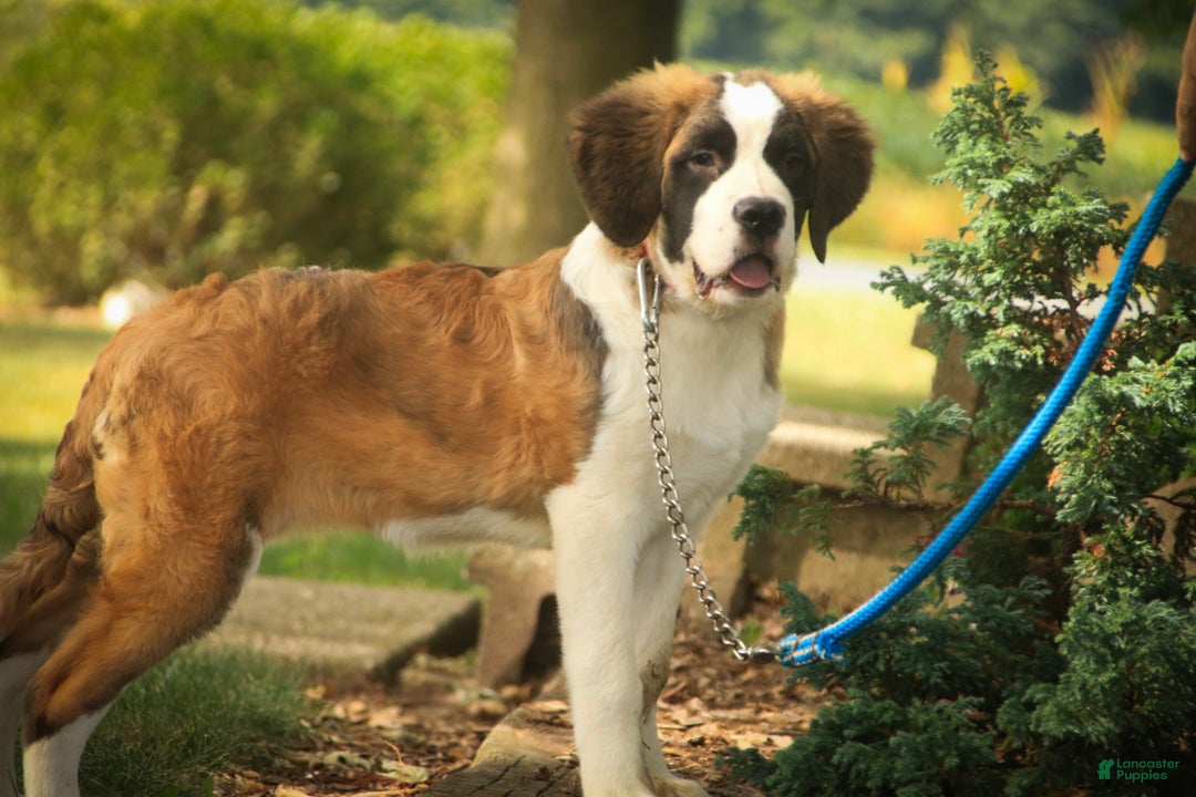 Saint Bernard dogs Wendeline Saint Bernard  - Ad 1