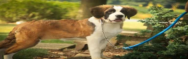 Wendeline Saint Bernard 