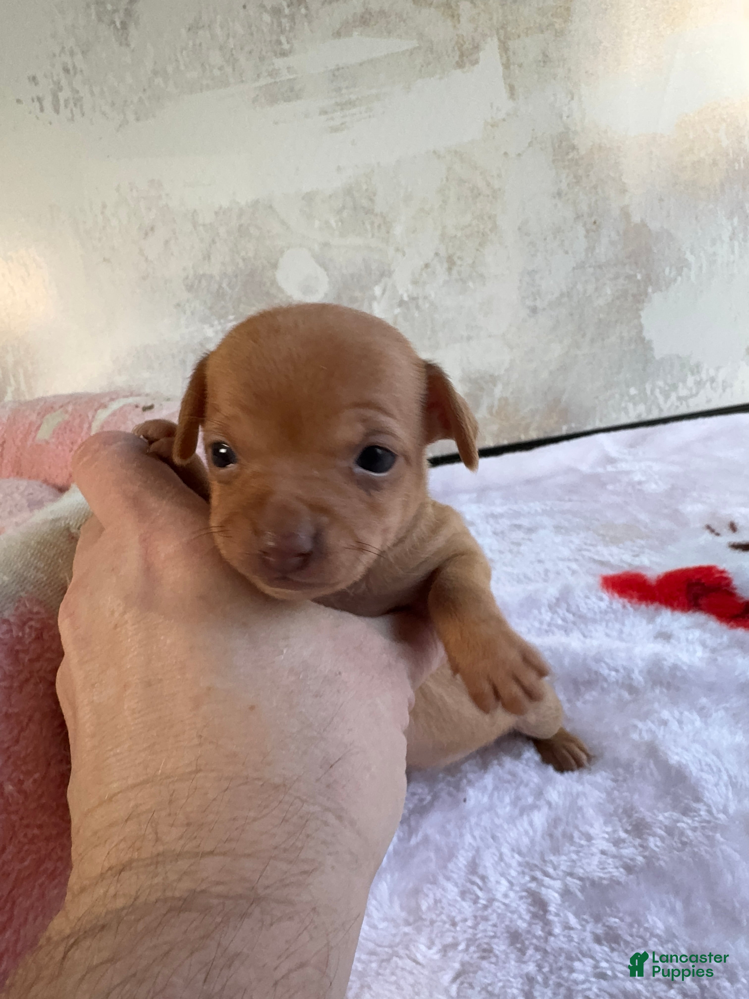 Chihuahua dogs Spark  - Ad 2