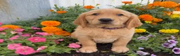 Golden Retriever dogs for sale: Haley - Ad 3