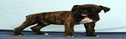 Boxer dogs for sale: Ebony - Ad 3