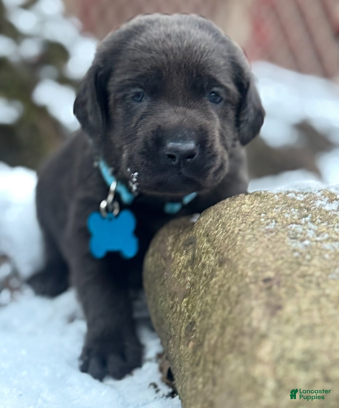 Labrador Retriever dogs for sale: Labrador Retriever Puppy 1 - Ad 12