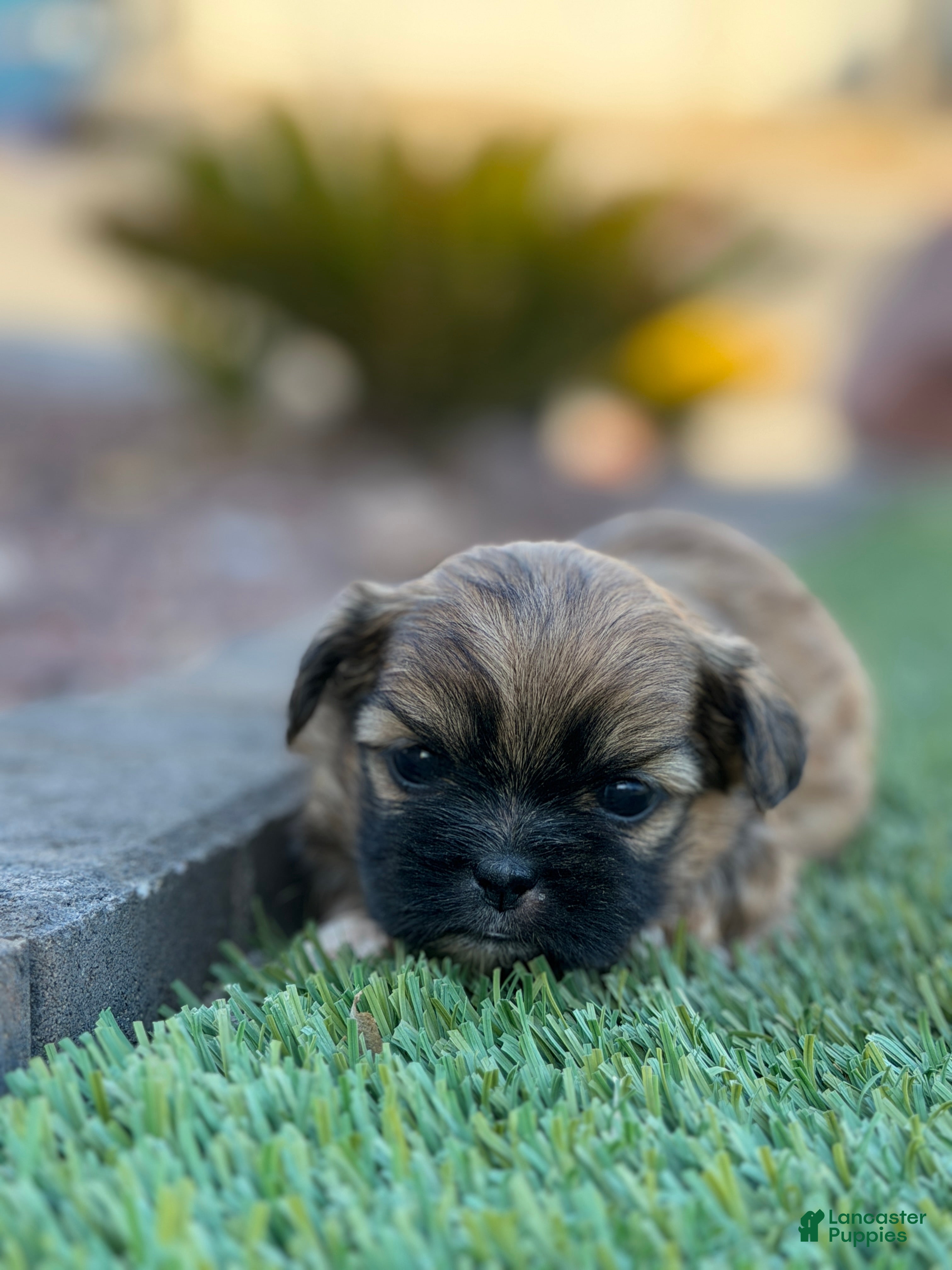 Shih Tzu dogs Nala - Ad 18