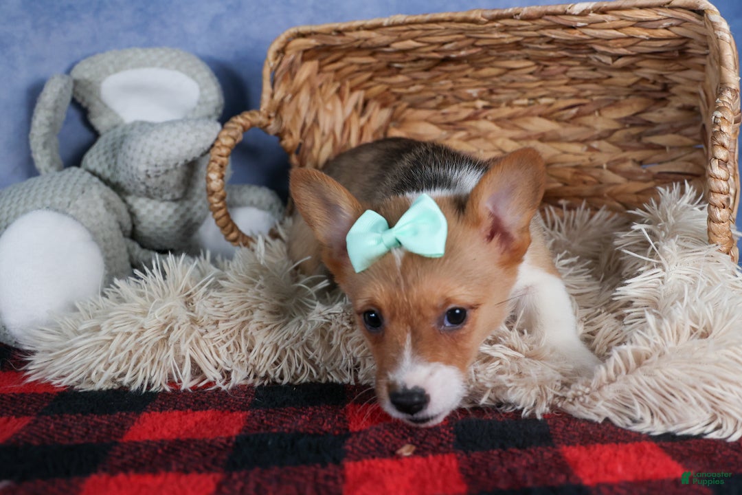 Welsh Corgi Pembroke dogs for sale: Maggie - Ad 9