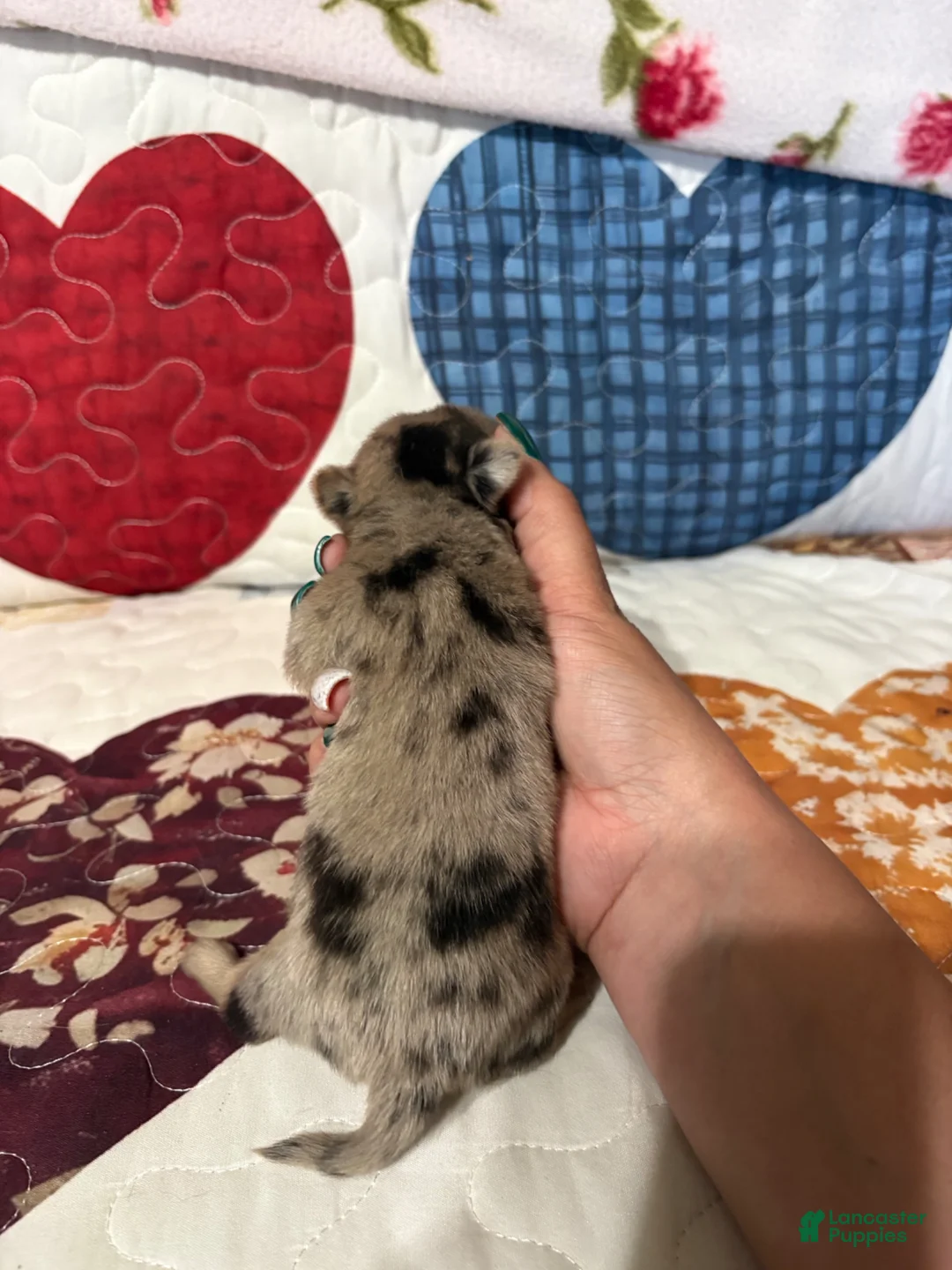 Chihuahua dogs for sale: Rolex  - Ad 2