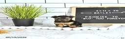 Yorkshire Terrier dogs for sale: Bailey - Ad 4