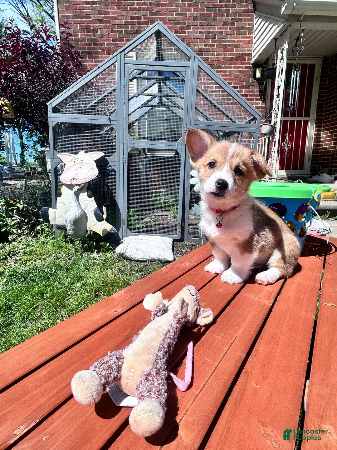 Welsh Corgi Pembroke dogs for sale: Raccoon  - Ad 1