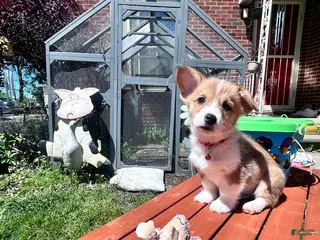Welsh Corgi Pembroke dogs Raccoon - Ad 29