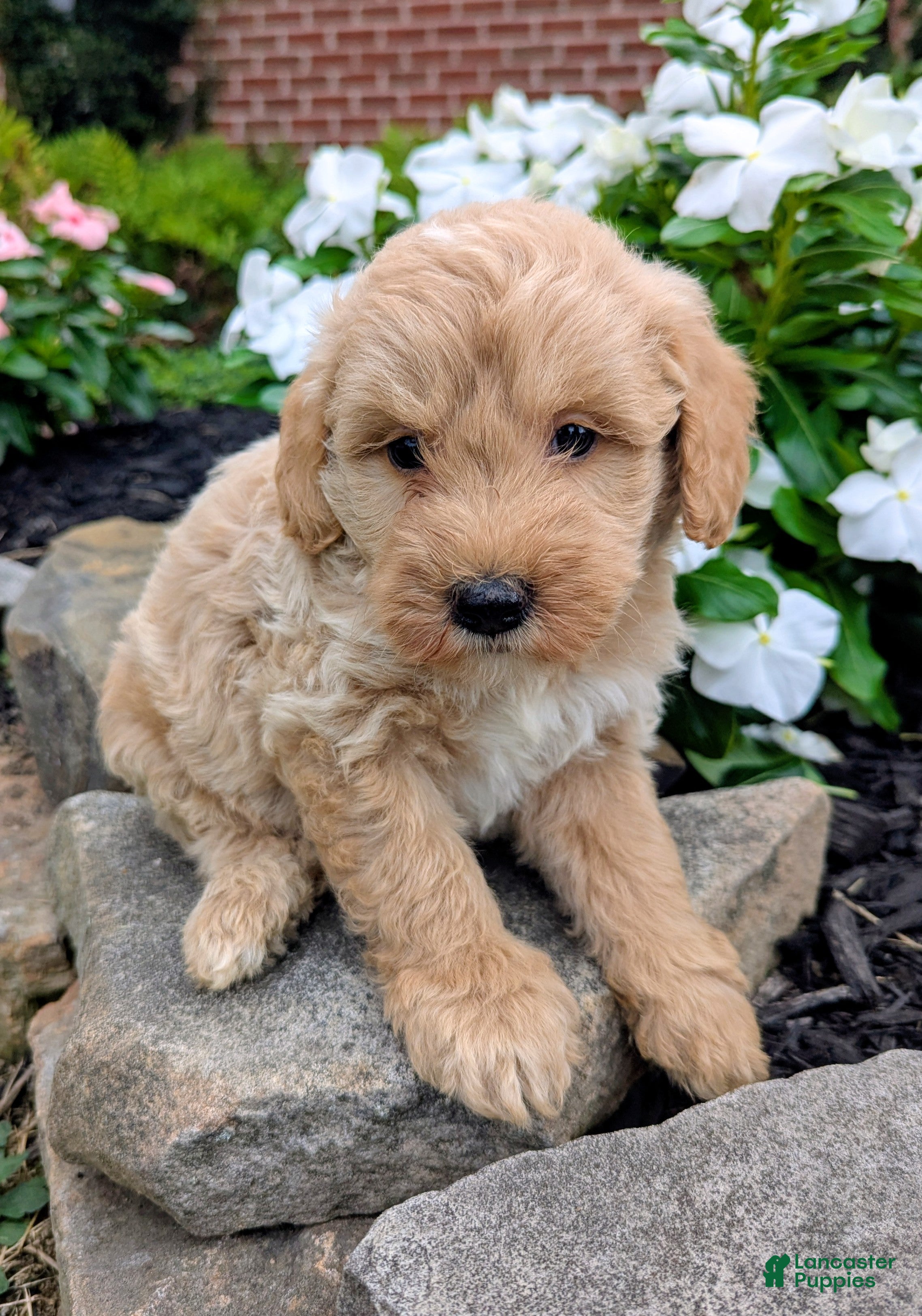 Mini Goldendoodle dogs Preston F1B - Ad 2