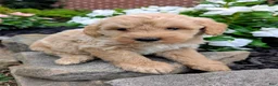 Mini Goldendoodle dogs for sale: Preston F1B - Ad 2