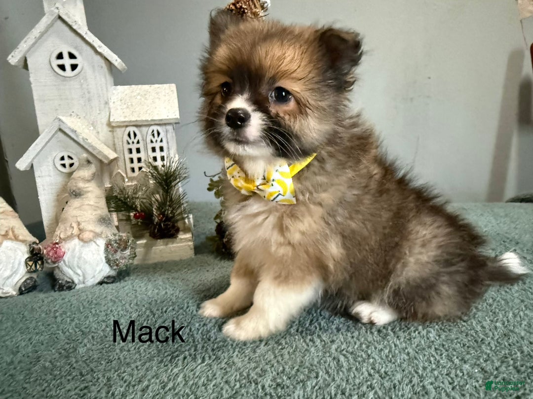 Pomeranian dogs for sale: Mack - Ad 1