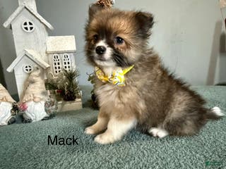 Pomeranian dogs Mack - Ad 21