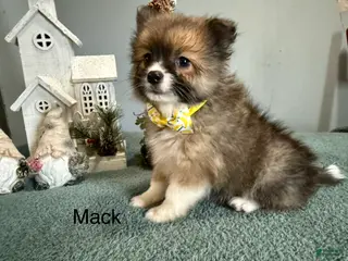Pomeranian dogs Mack - Ad 14