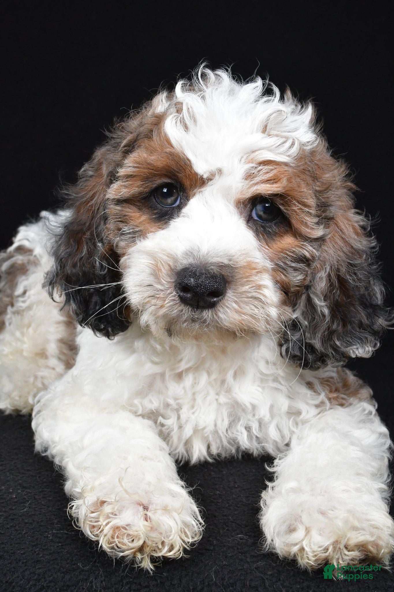 Cockapoo dogs Flash - Ad 2