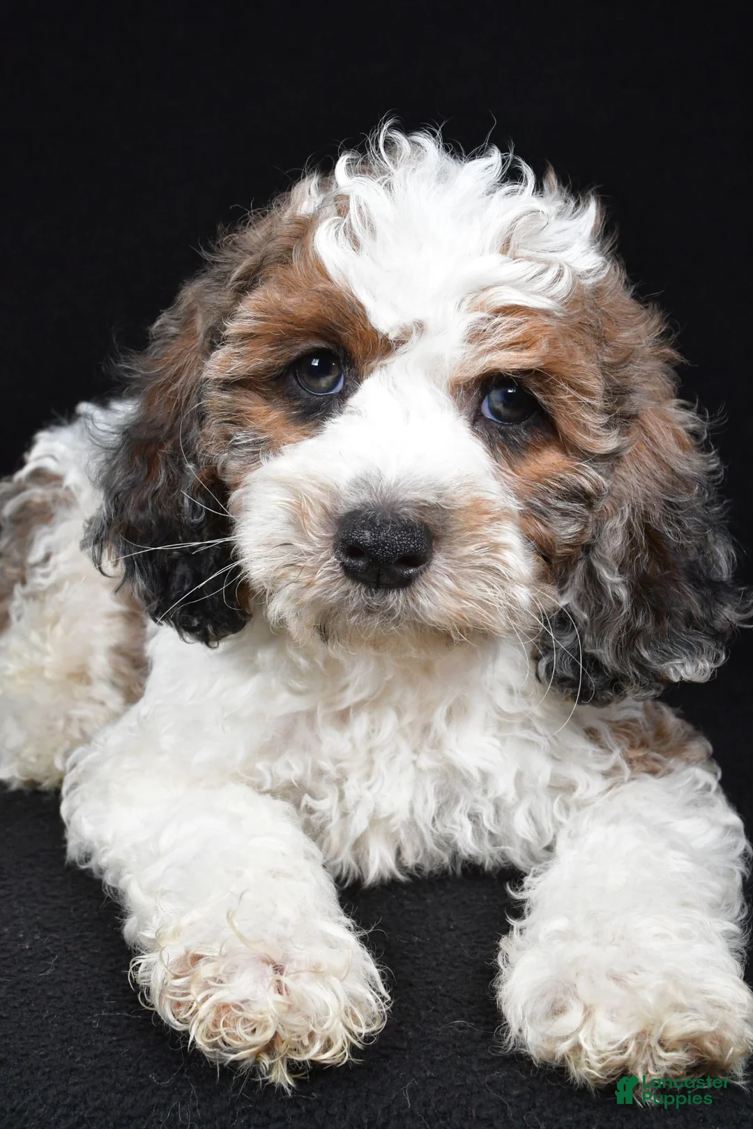 Cockapoo dogs for sale: Flash - Ad 2
