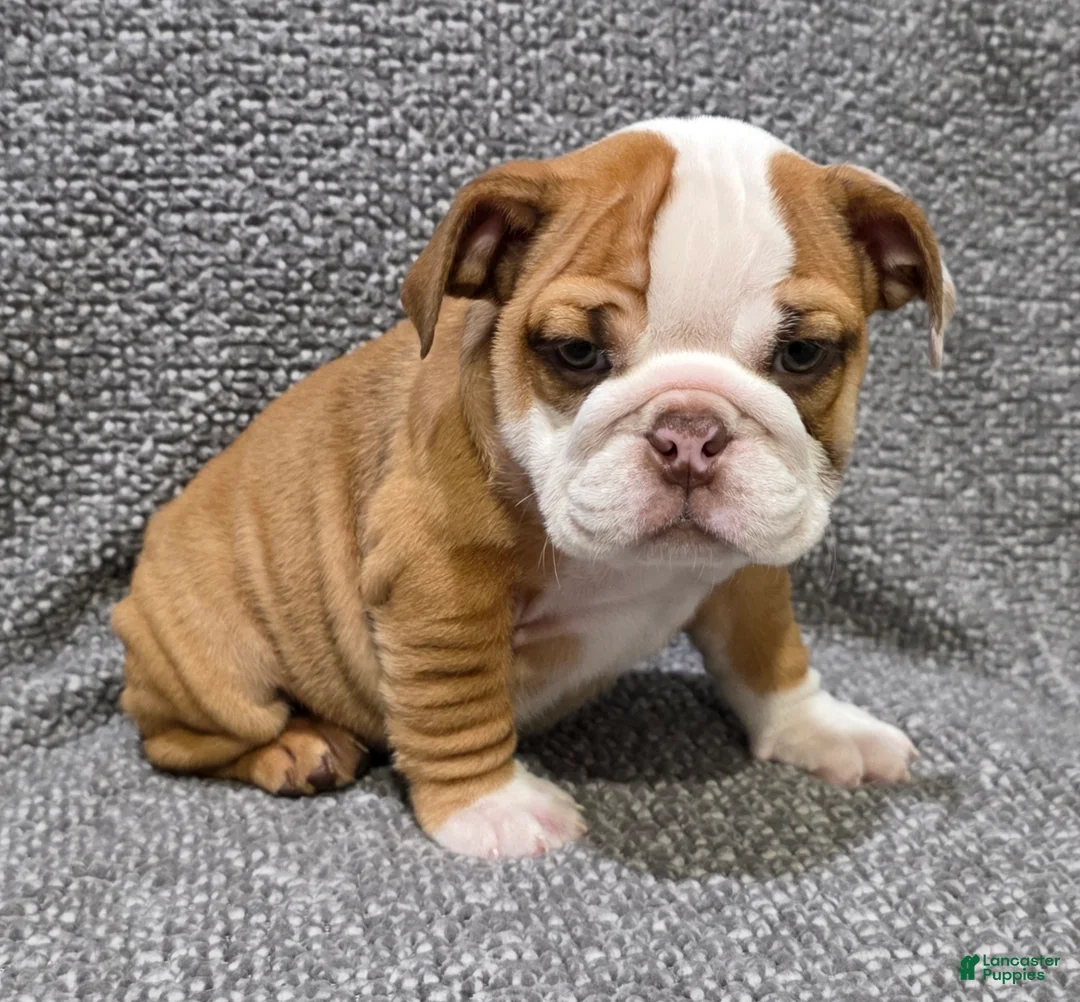 English Bulldog dogs for sale: Marion - Ad 1