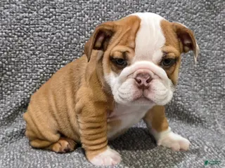 English Bulldog dogs for sale: Marion - Ad 3