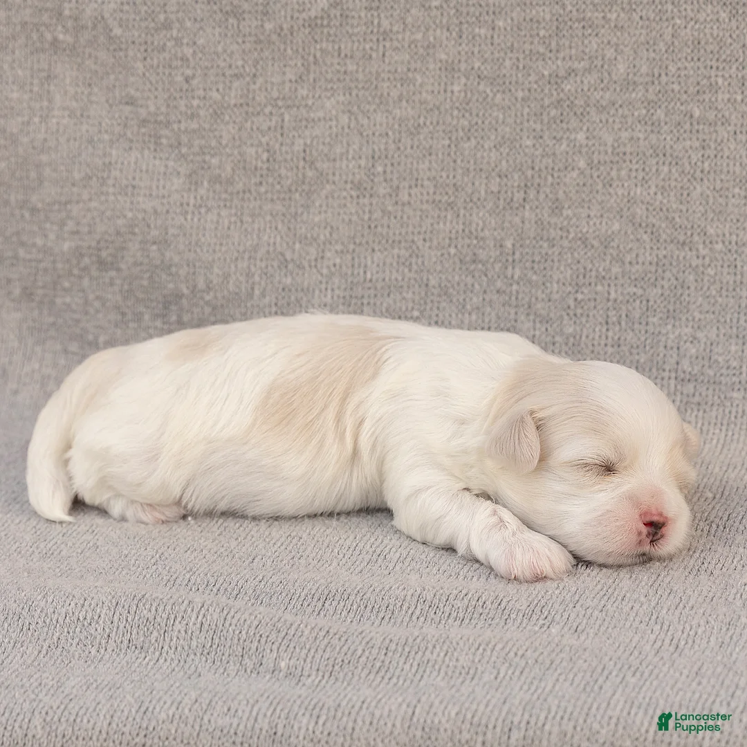Maltese dogs for sale: Lacie Maltese  - Ad 5