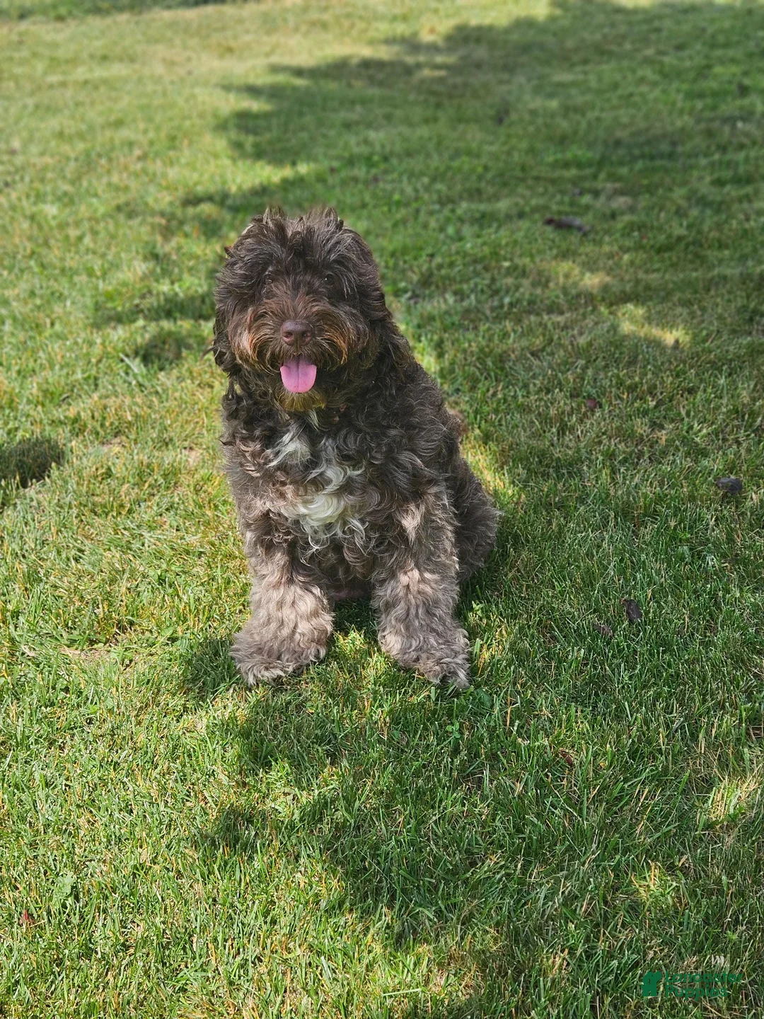Portuguese Water Dog dogs for sale: Shadow - Ad 8