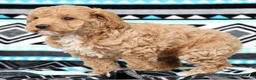 Cockapoo dogs for sale: Katie - Ad 7