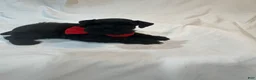 Miniature Schnauzer dogs for sale: Ryder - Ad 3