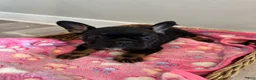 French Bulldog dogs for sale: Raquel - Ad 3