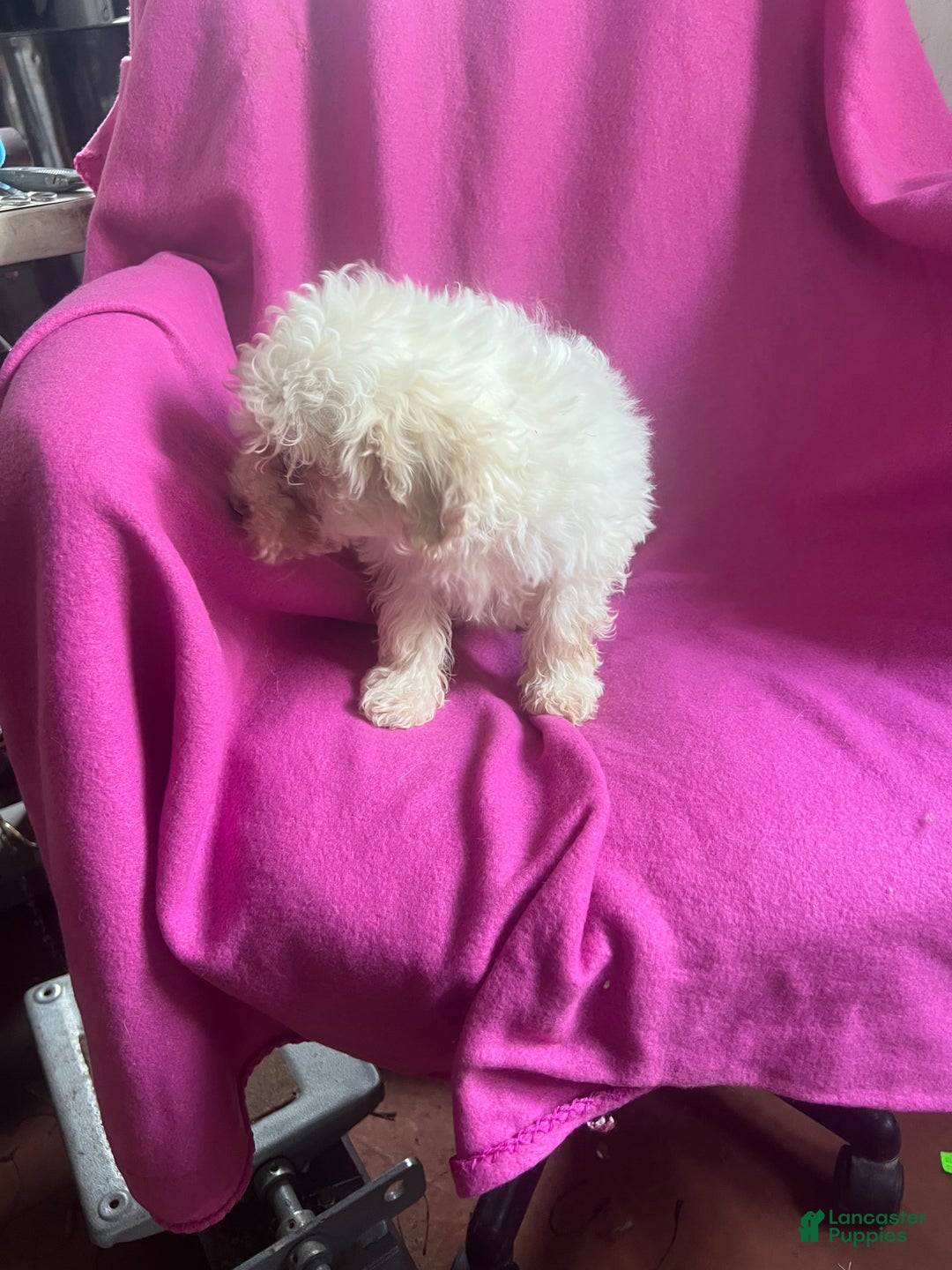 Toy Poodle dogs for sale: Kloie - Ad 7
