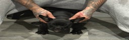 American Bully dogs for sale: Blacky - Ad 2