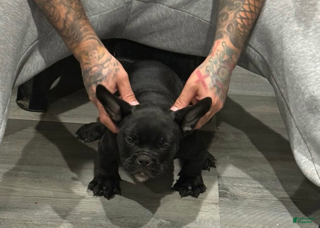 American Bully dogs for sale: Blacky - Ad 2