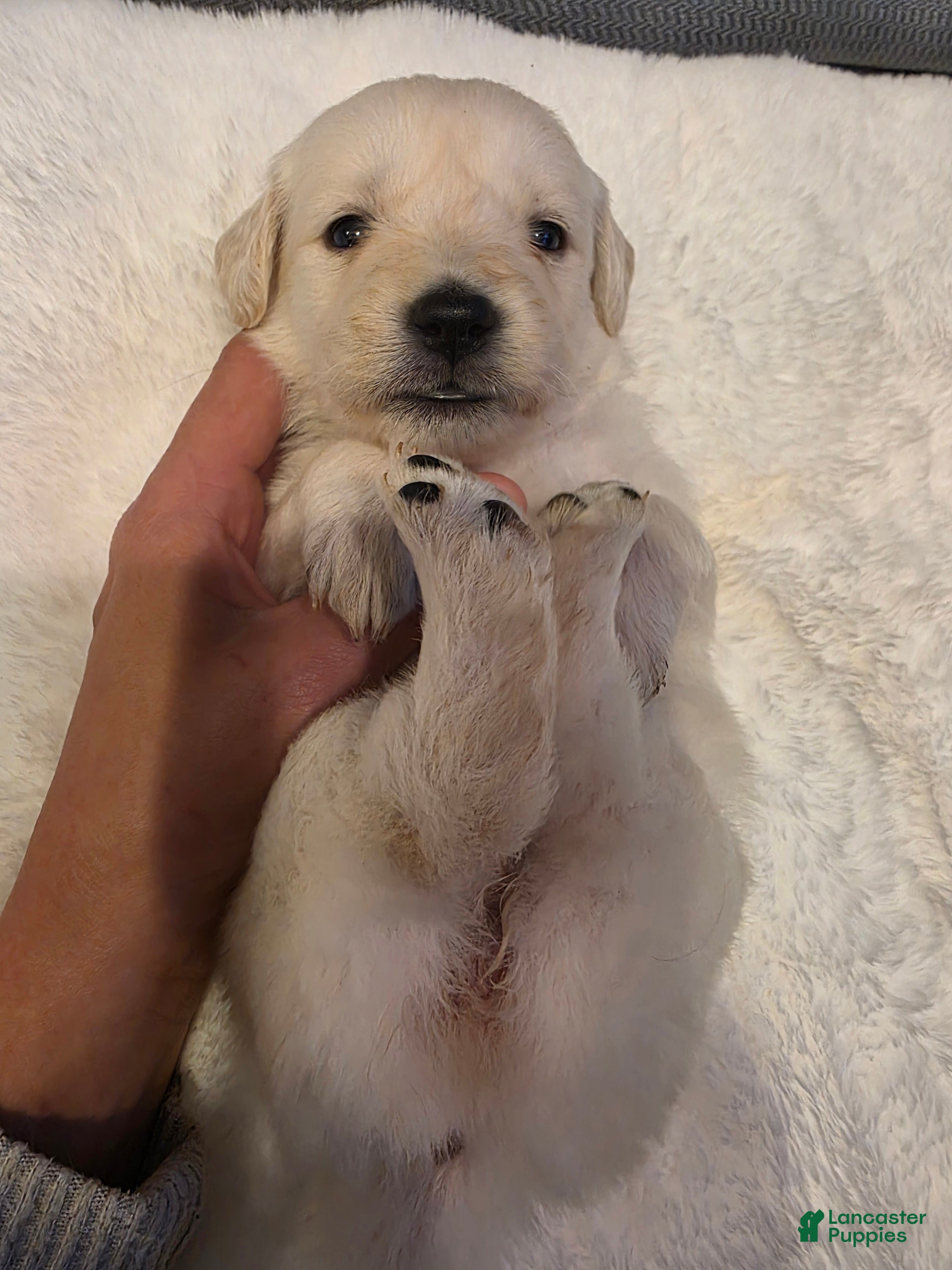 Golden Retriever dogs for sale: Baby girl orange  - Ad 2