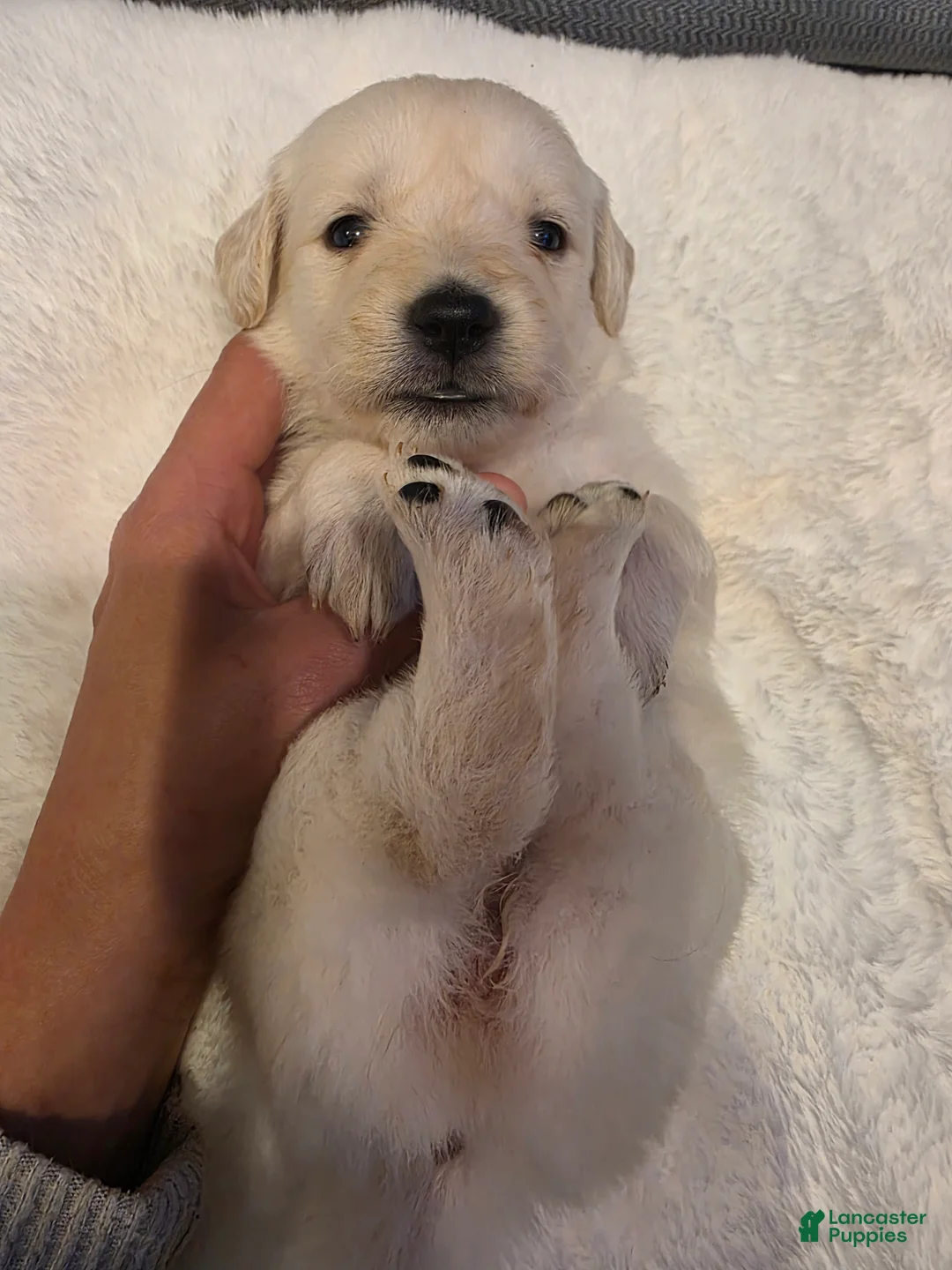 Golden Retriever dogs for sale: Baby girl orange  - Ad 1