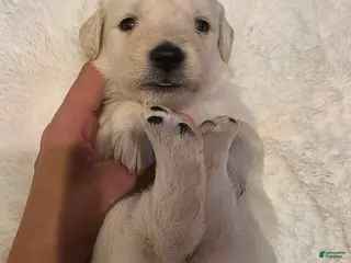 Golden Retriever dogs Baby girl orange - Ad 40