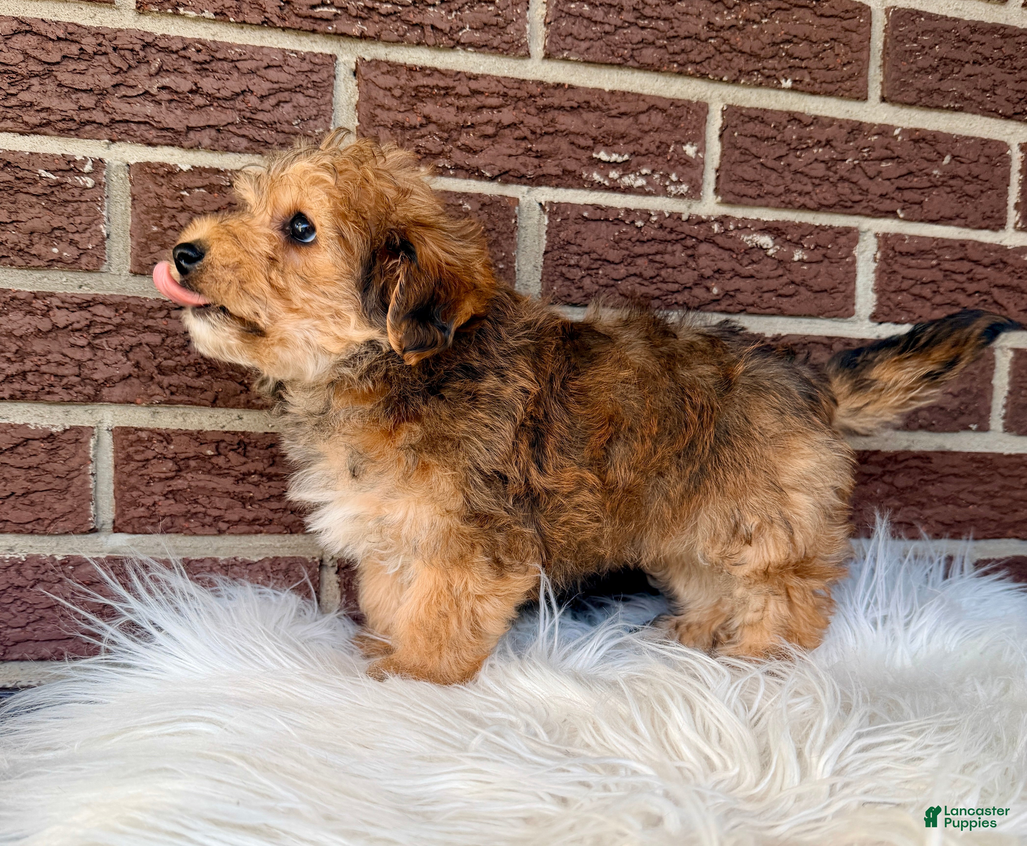 Yorkiepoo dogs Beau - Ad 2