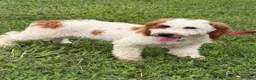 Miniature Labradoodle dogs for sale: Carl - Ad 1
