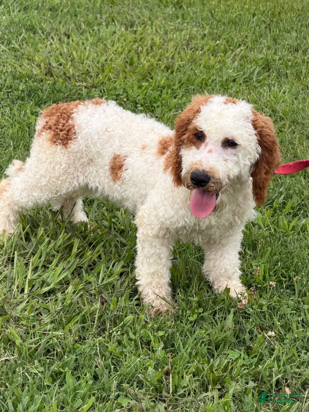 Miniature Labradoodle dogs for sale: Carl - Ad 1
