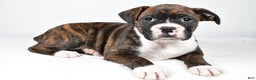 Boxer dogs for sale: Amber - Ad 9