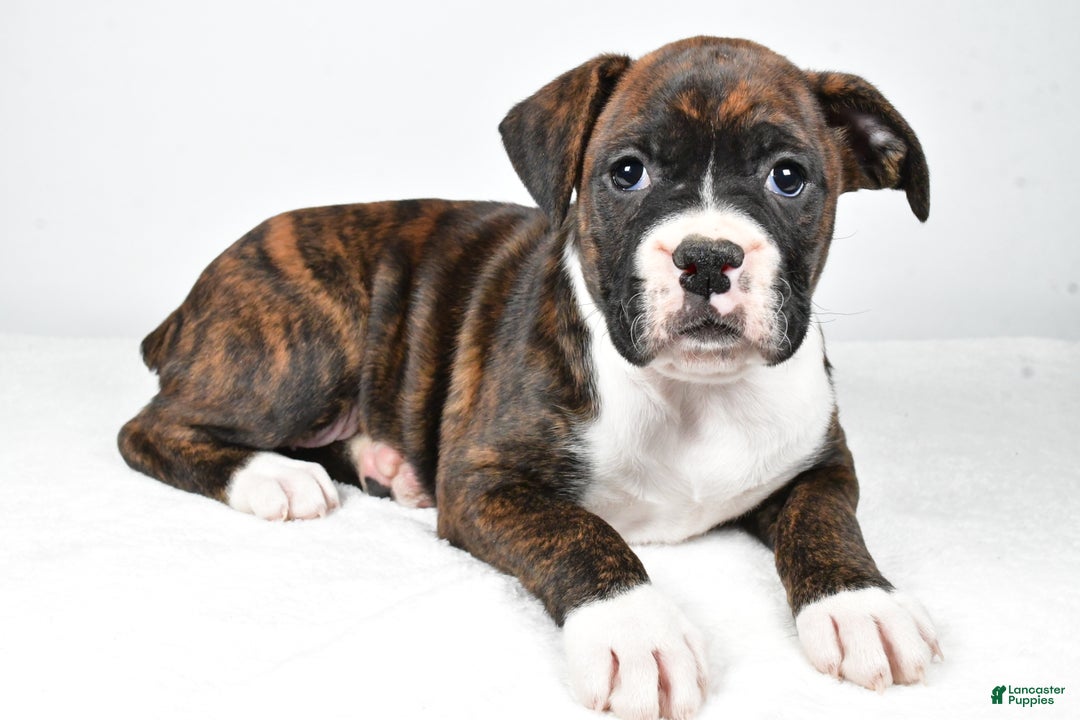 Boxer dogs for sale: Amber - Ad 9