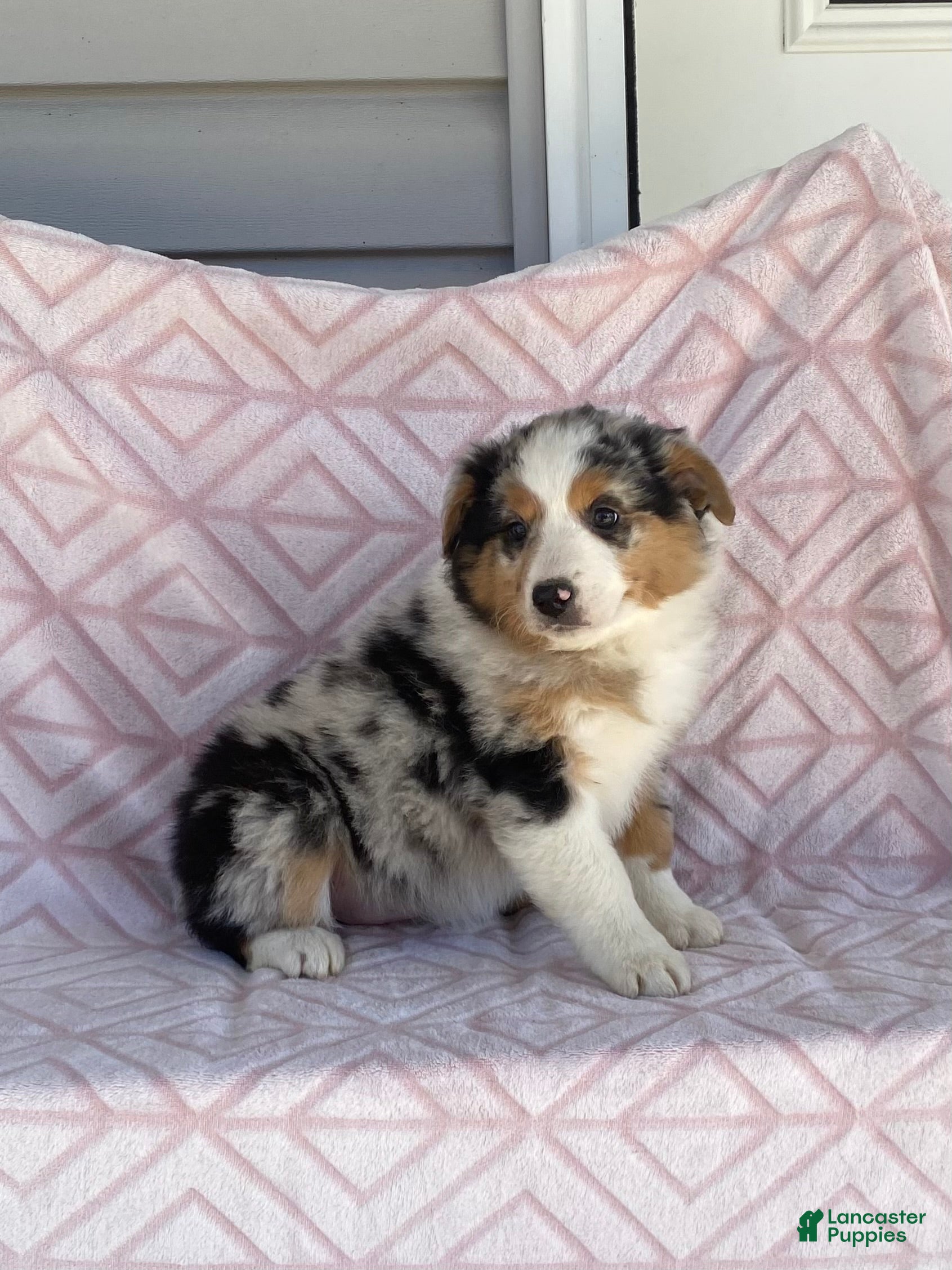 Australian Shepherd dogs Australian Shepherd Puppy 3 - Ad 2