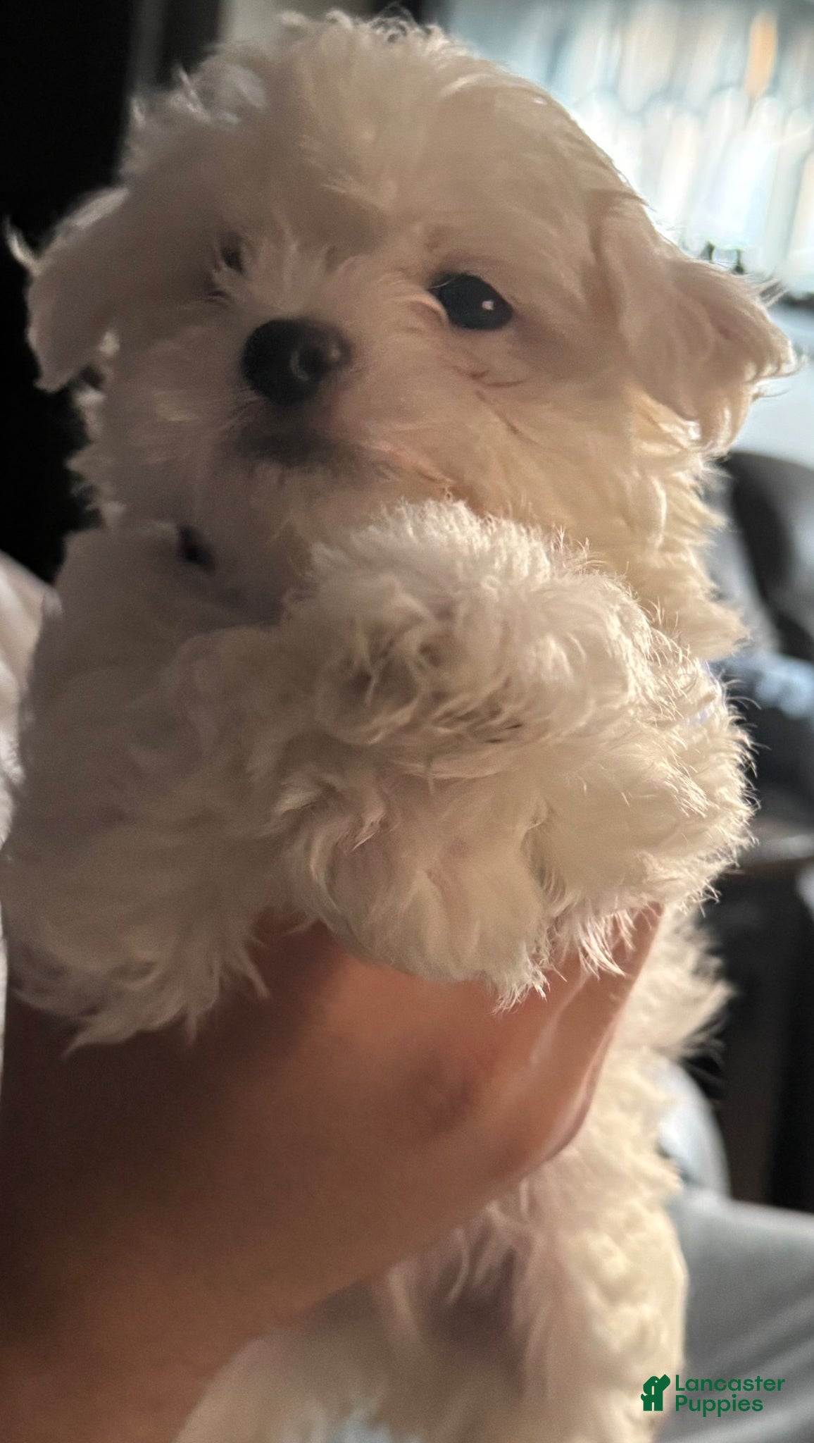 Maltese dogs for sale: Lily - Ad 3