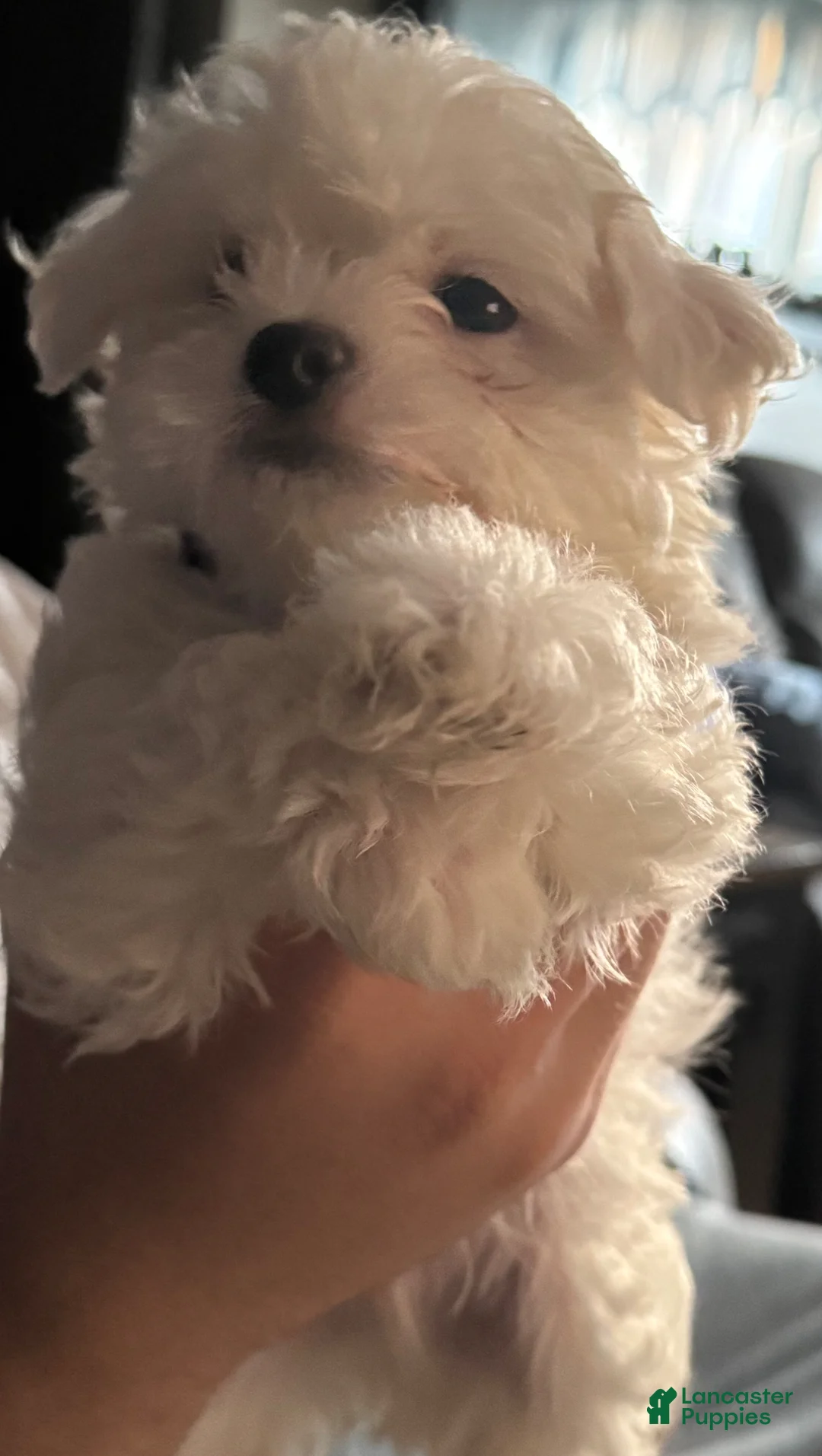 Maltese dogs for sale: Lily - Ad 1