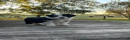Australian Shepherd dogs for sale: Australian Shepherd 2 - Ad 2