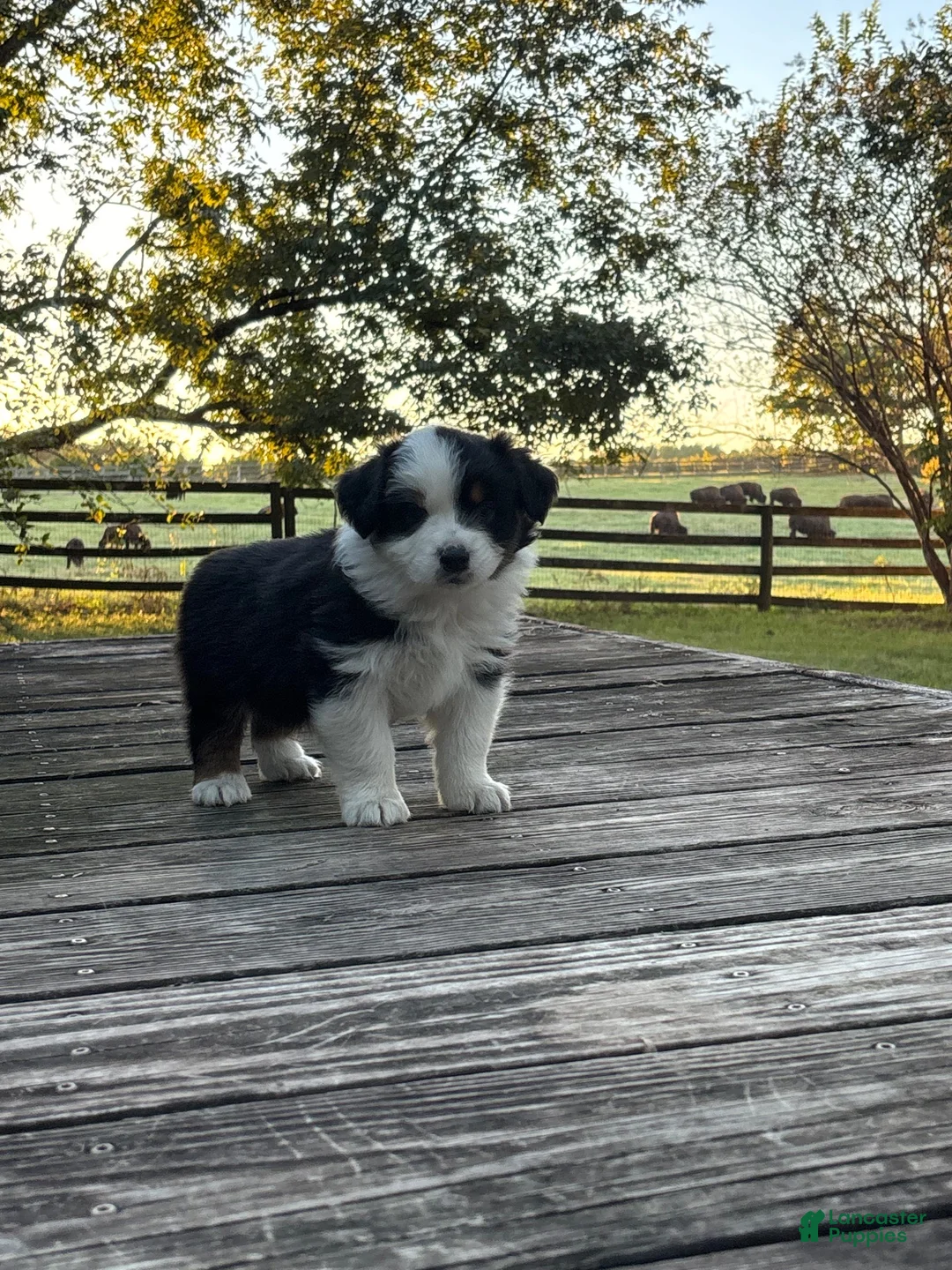 Australian Shepherd dogs for sale: Australian Shepherd 2 - Ad 2