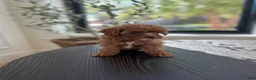 Cavapoo dogs for sale: Cavapoo 2 - Ad 11
