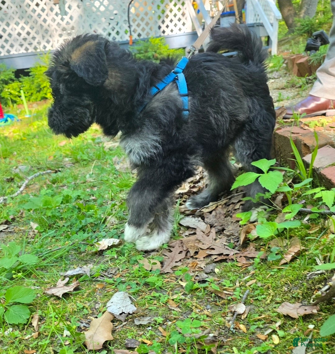 Huskipoo dogs Captain Hook - Ad 2