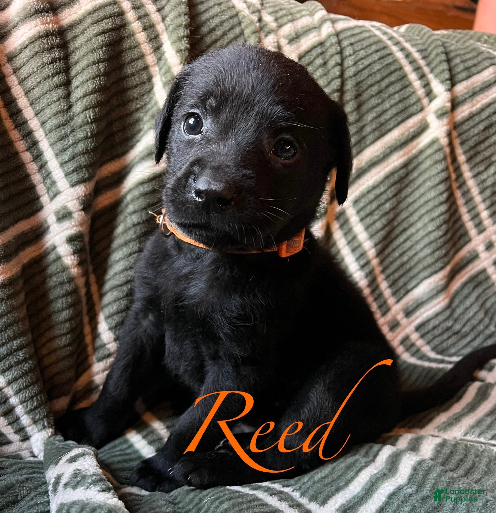 Labrador Retriever dogs Reed - Ad 31